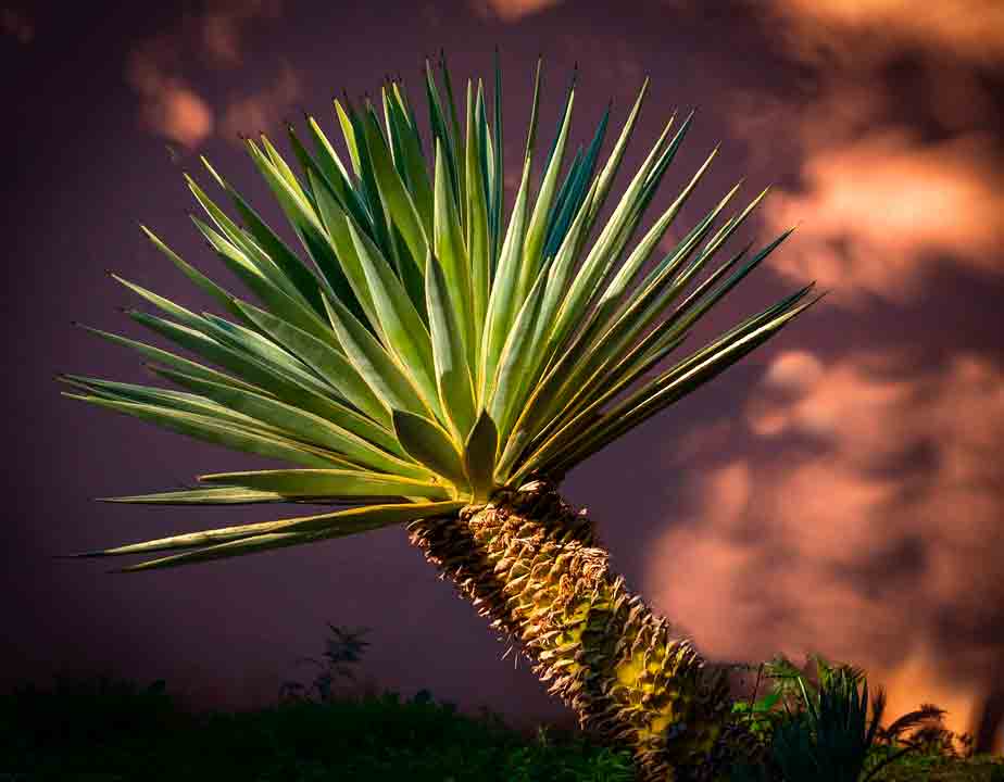 O xarope é derivado da seiva da planta de agave, nativa do México. Foto: Pixabay